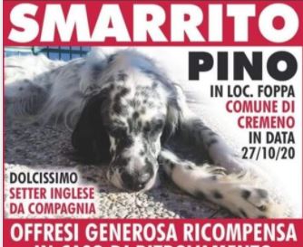 Cane smarrito sui monti: i padroni offrono una ricompensa da 2000 euro