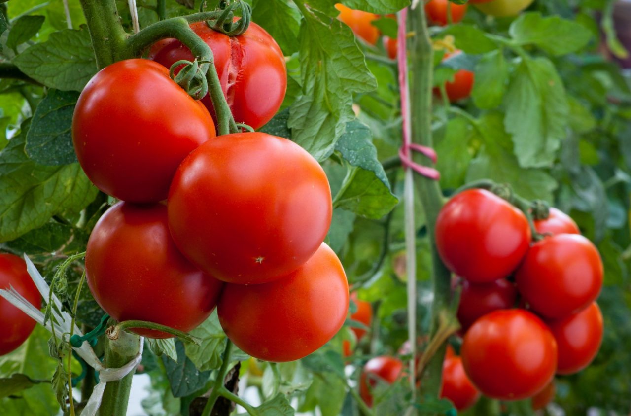 I nostri consigli: attenzione al freddo e all’acqua, ricordatevi il tutore e la potatura