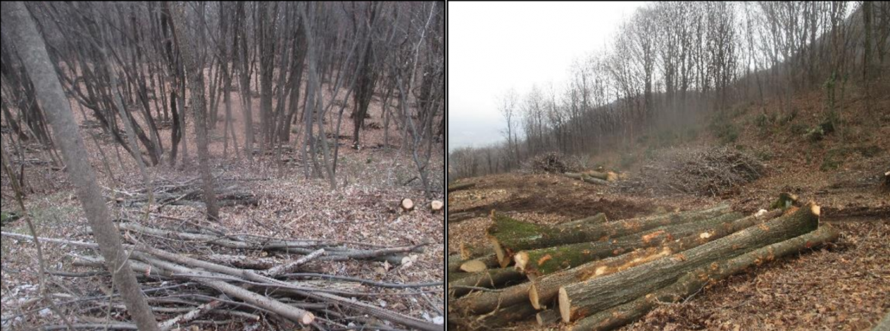 Riqualificazione forestale del Parco Monte Barro, se ne parla in un incontro web