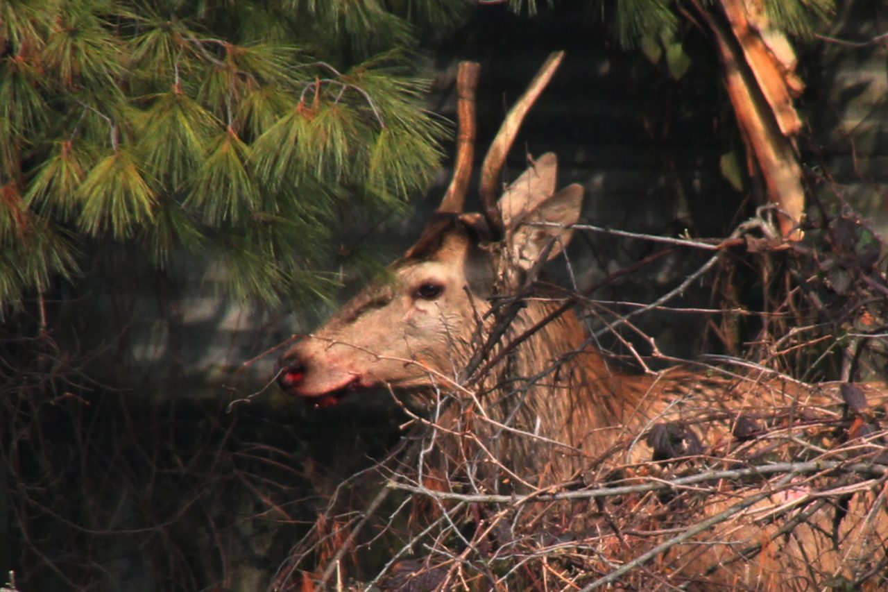 Cervo attraversa la strada e centra in pieno un’auto
