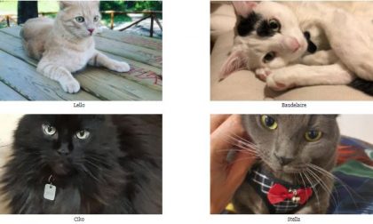 Festa del Gatto: ecco la valanga di foto, tutte da guardare, inviate dai nostri lettori