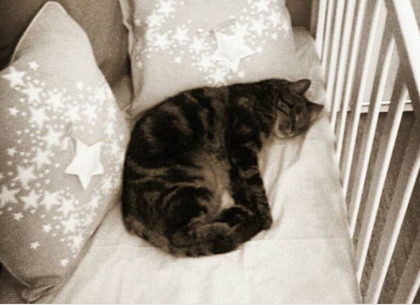 Oggi è la festa del gatto: mandateci le foto dei vostri amici pelosi