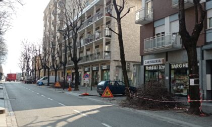 Potature in via di ultimazione in tutta la città