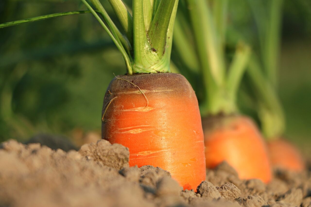 La carota: servono un vaso fondo, un buon terriccio e 90 giorni di pazienza