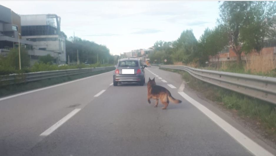 Caos per un cane sulla ex Statale 36