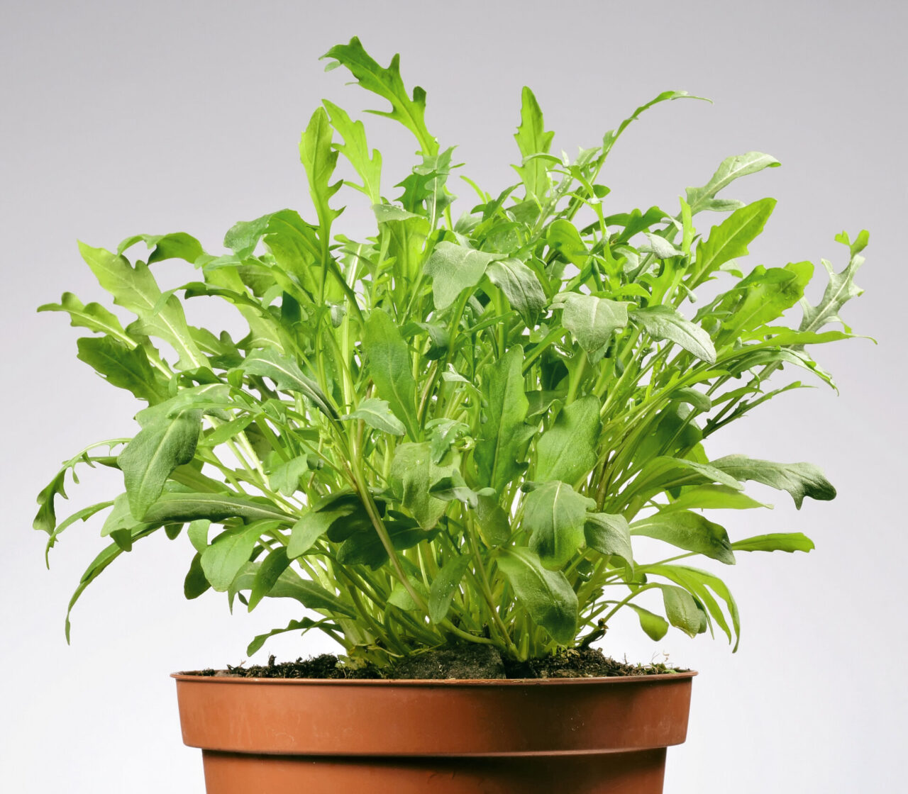 Rucola: ha bisogno di poche attenzioni e se tagliata bene ricresce più volte