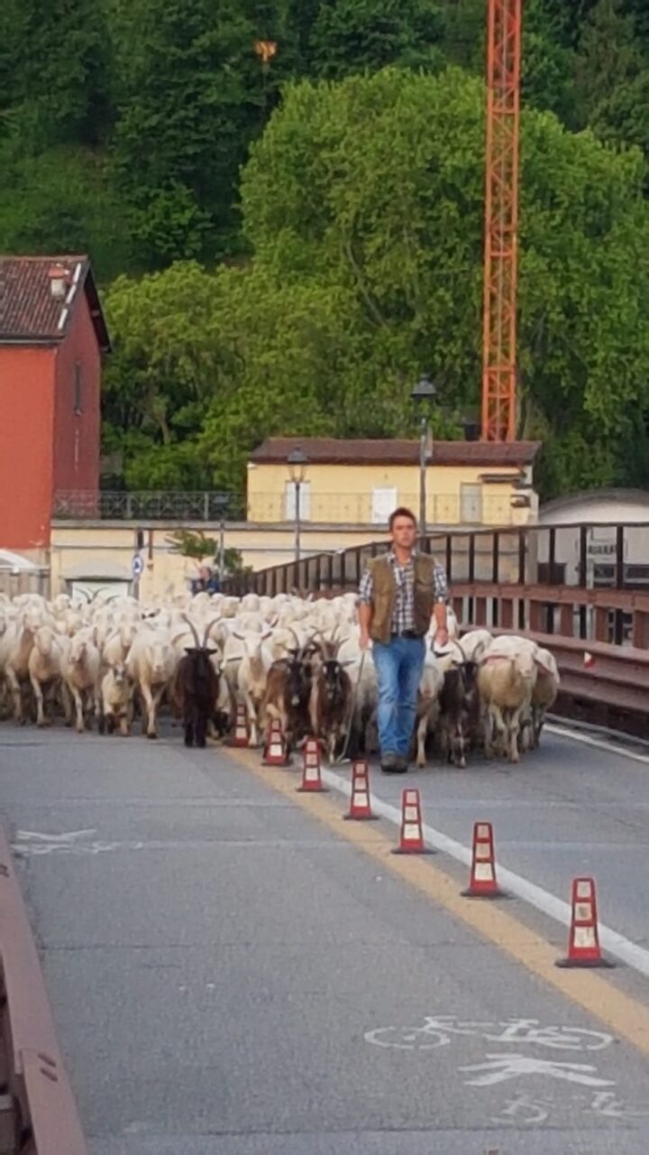 Transumanza a Lecco, il Ponte Azzone Visconti invaso da migliaia di pecore