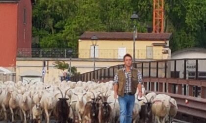 Transumanza a Lecco, il Ponte Azzone Visconti invaso da migliaia di pecore
