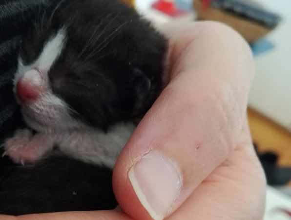 Gattino di pochi giorni gettato nella spazzatura ora lotta per sopravvivere