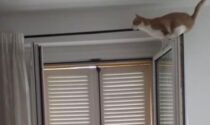 Dal gatto che si crede acrobata a quello che non vuole proprio uscire di casa... i divertenti video delle Simpatiche zampette