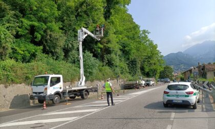 Alberi pericolanti sulla Provinciale: intervento urgente del Comune