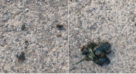 Bocconi avvelenati per cani sulla pista ciclopedonale