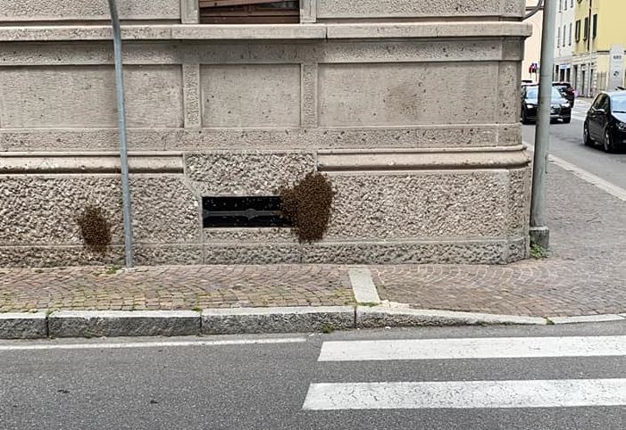 Maxi sciame di api in centro Lecco: intervento dei Vigili del Fuoco
