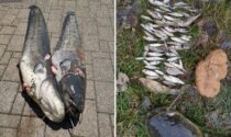 Quanto può mangiare un pesce siluro? Le incredibili immagini degli esemplari pescati a Lecco