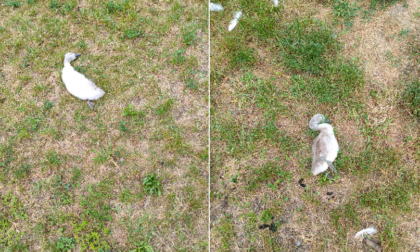 Due piccoli di cigno uccisi da due cani sul lungolago