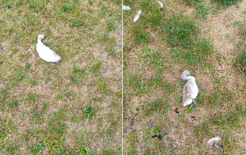 Due piccoli di cigno uccisi da due cani sul lungolago