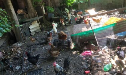 Orrore in Brianza: muore e in casa sua trovano 70 animali, scheletri e montagne di rifiuti
