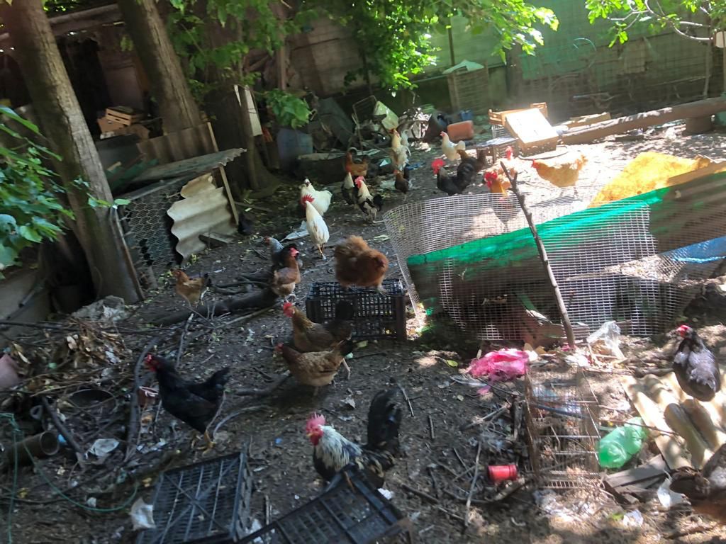 Orrore in Brianza: muore e in casa sua trovano 70 animali, scheletri e montagne di rifiuti