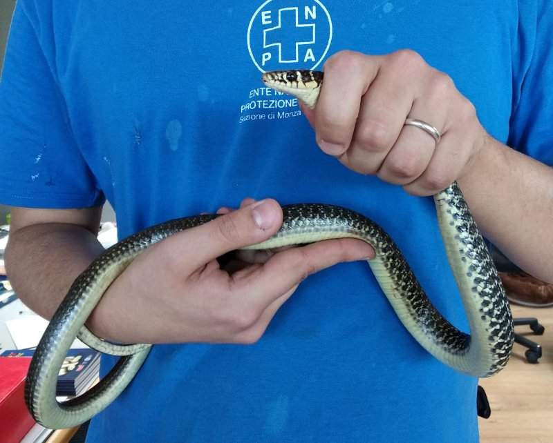 Cinquantenne morsicato sul Viandante, caccia al serpentello ignoto