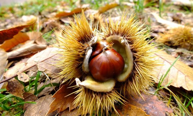 Essicazione delle castagne: in Valle San Martino torna l’antico rito