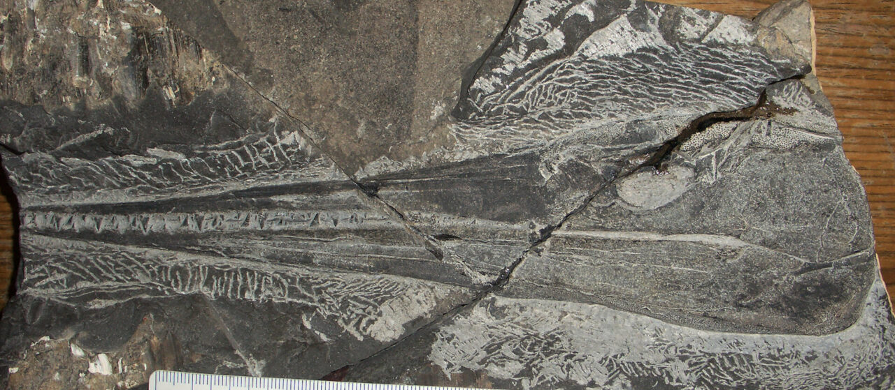 I fossili del Grignone finiscono in mostra