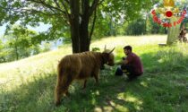 Recuperata la mucca precipitata in un dirupo