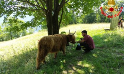 Recuperata la mucca precipitata in un dirupo