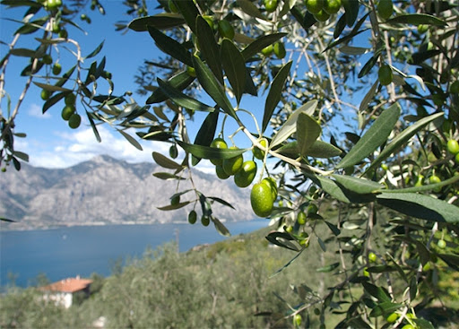 Ulivi per un olio di qualità, occhio ai parassiti