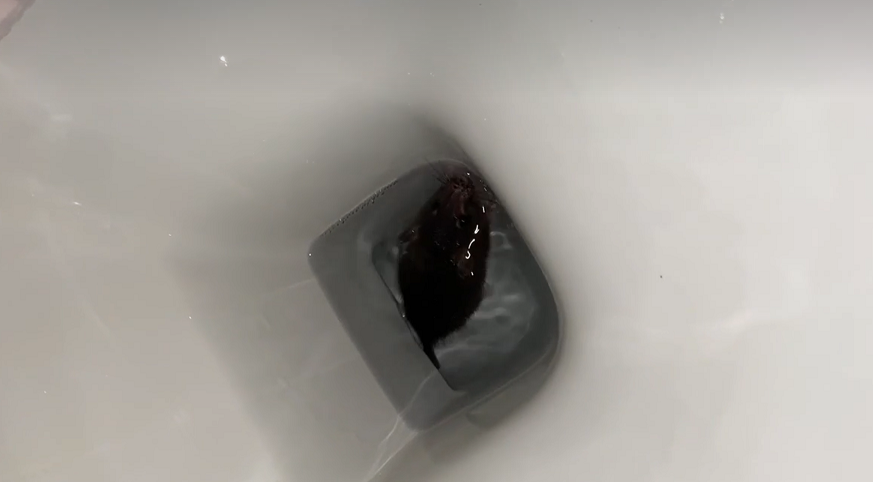 Ci risiamo: nel water nuota un topo. Il video della spiacevole sorpresa…