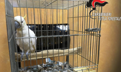 Cacatua smarrito a febbraio a Milano... ritrovato a Missaglia ad agosto