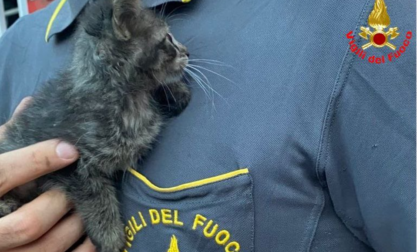 Cade dalla finestra e si incastra in una intercapedine: le dolci foto del gattino salvato dai pompieri