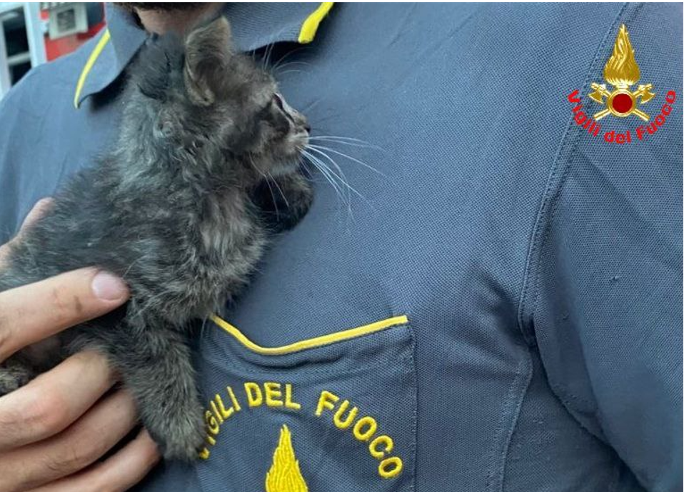 Cade dalla finestra e si incastra in una intercapedine: le dolci foto del gattino salvato dai pompieri