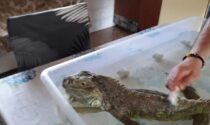 Goodzilla in fuga sulla ciclabile: caccia grossa... all'iguana