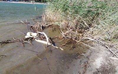 Pitone di 4 metri ritrovato sull'Alto Lago, incredibile