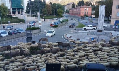 Lo spettacolo della transumanza a Lecco: le pecore "invadono" la città