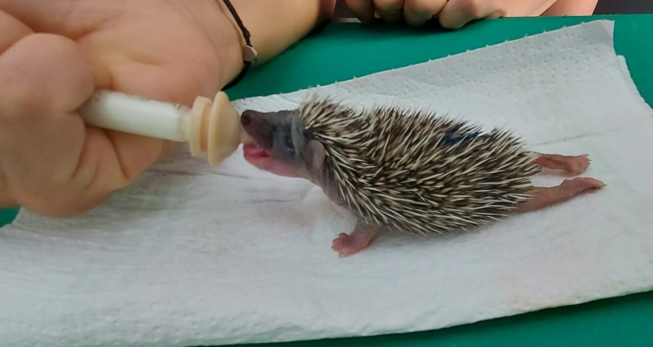 60 piccoli ricci orfani salvati e adottati