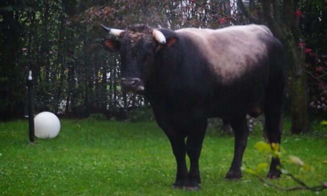 Toro in fuga finisce nel cortile di un albergo