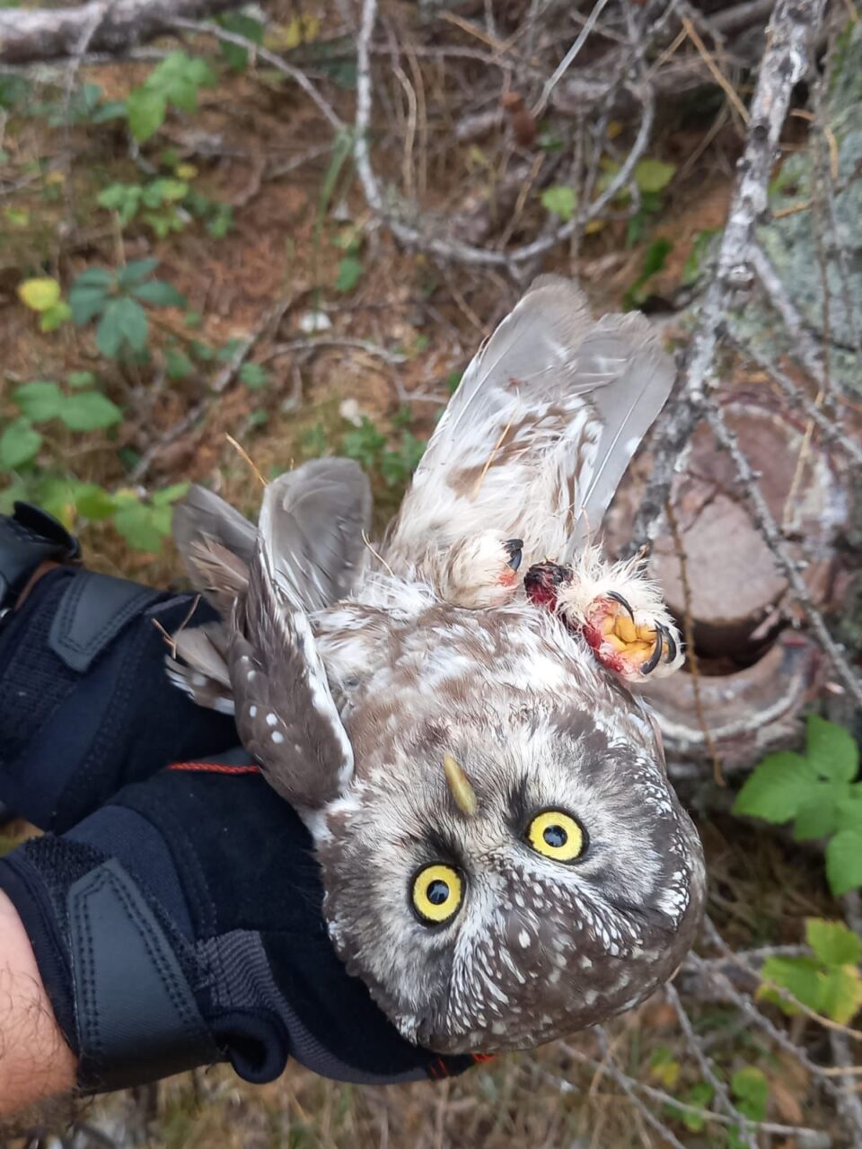 Bracconaggio nel Parco Regionale delle Grigne: salvata una rara civetta capogrosso
