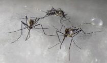 Febbre Dengue, un caso a Imbersago: al via la disinfestazione strordinaria
