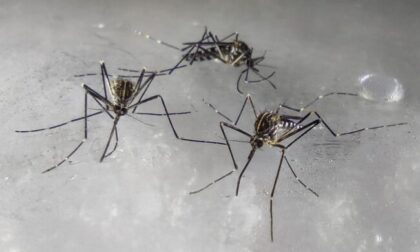 La zanzara coreana che resiste al freddo è arrivata in Lombardia