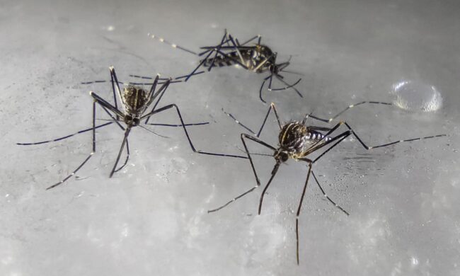Sospetto caso di Dengue a Dervio: intervento straordinario di disinfestazione