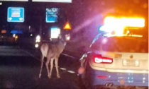 Cervo sulla Statale 36: l'incredibile video dell'animale che corre nel tunnel del Barro