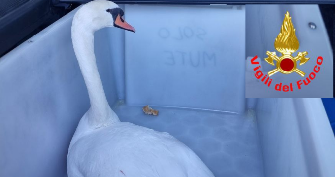 Le foto del cigno investito sul Terzo Ponte e salvato dai pompieri