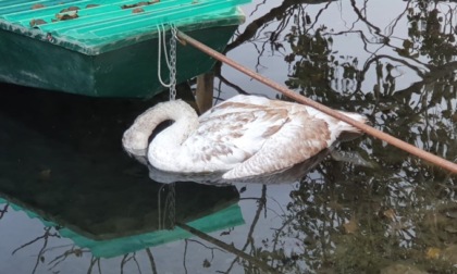 Il popolo del fiume Adda si commuove per il cucciolo di cigno morto