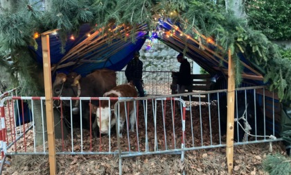 Le caprette che invasero il cimitero diventano il simbolo del Natale!