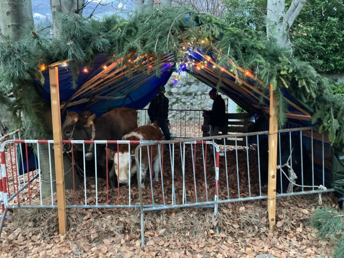 Le caprette che invasero il cimitero diventano il simbolo del Natale!