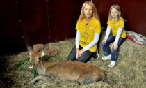 Cras Stella Del Nord salva il cervo battista vittima della caccia con una terapia innovativa, caso unico in Italia