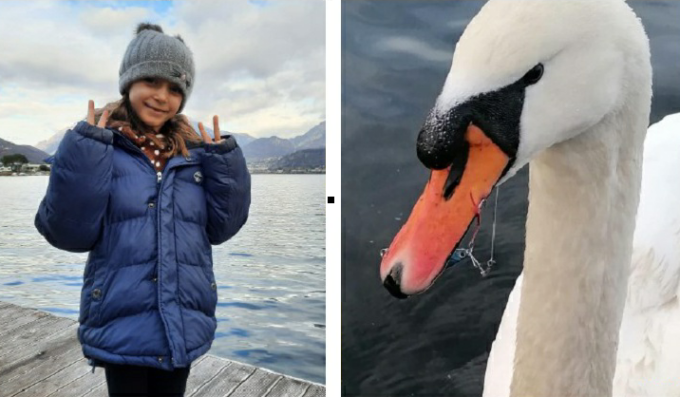 Chloe, bimba  con una vista da aquila, salva la vita a un cigno preso all’amo