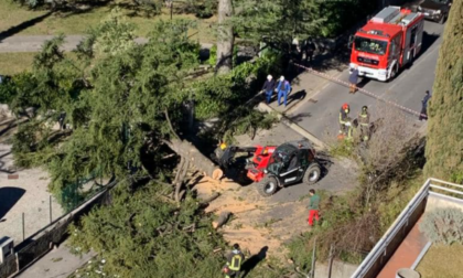 Tragedia sfiorata: alberi e palo della luce abbattuti dal vento franano in strada, auto colpita dai rami