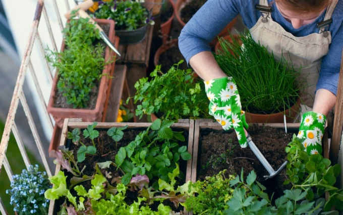Facciamo l’orto in casa e Facciamo FIORIRE la nostra Terra!